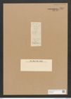 Diatomeae indet. Zeichnungen Sammlung Grunow Nr. 3899 (NHMW-BOT-W0371623)